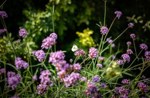 Flower Beds